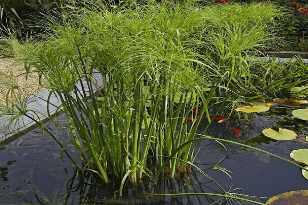 גומא פפירוס -Cyperus papyrus