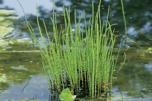 שבטבט-Equisetum hyemale