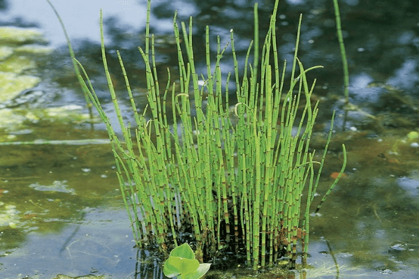 שבטבט-Equisetum hyemale