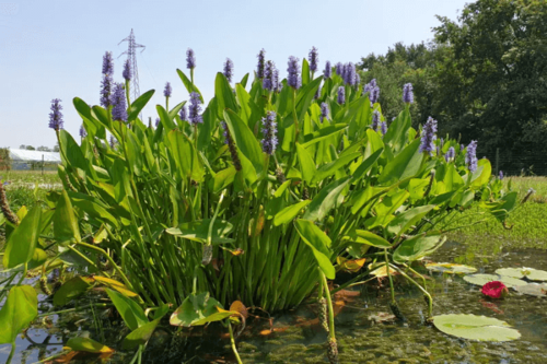 פונטדריה אזמלנית-PONTADERIA LANCEOLATA