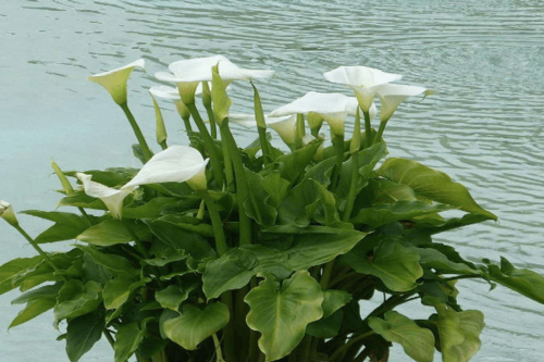 קאלה צבעים שונים-Calla palustris
