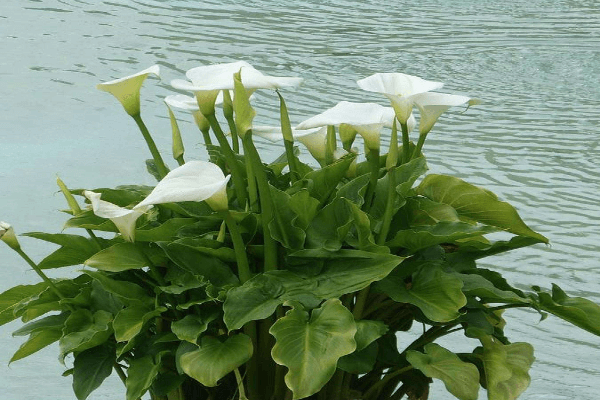 קאלה צבעים שונים-Calla palustris