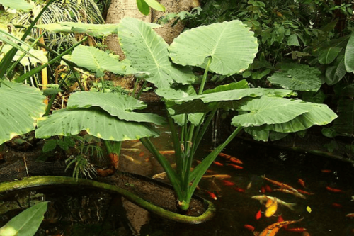 אוזן פיל (אלוקסיה)-Alocasia