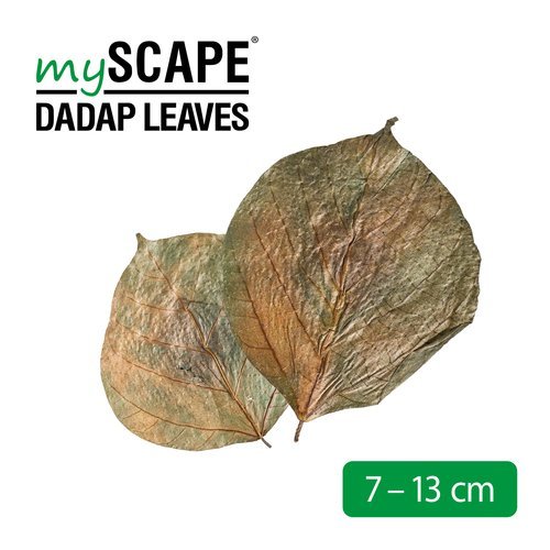 ארקה עלי דאדאפ MyScape Dadap Leaves