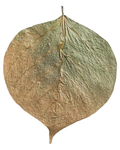ארקה עלי דאדאפ MyScape Dadap Leaves
