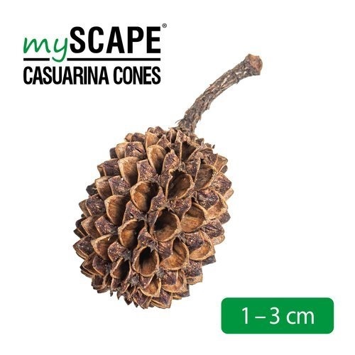 ארקה קונוסים קזוארינה MyScape Casuarina Cones 