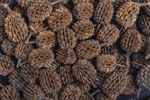ארקה קונוסים קזוארינה MyScape Casuarina Cones 
