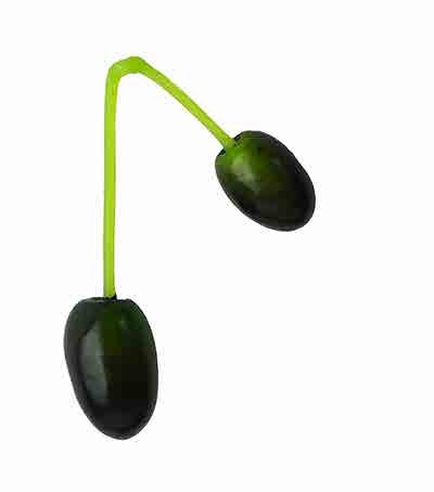 זיתים