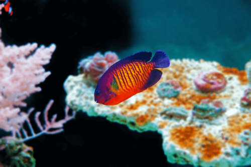 קורל ביוטי-coral beauty angelfish