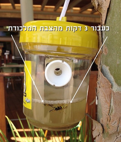 מלכודת צרעות אקולוגית ללא רעלים Eco-Trap