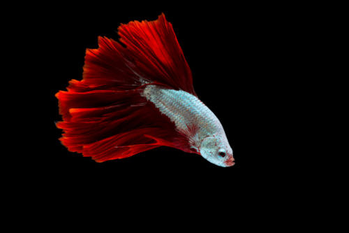 רד דרגון-Snow White Betta