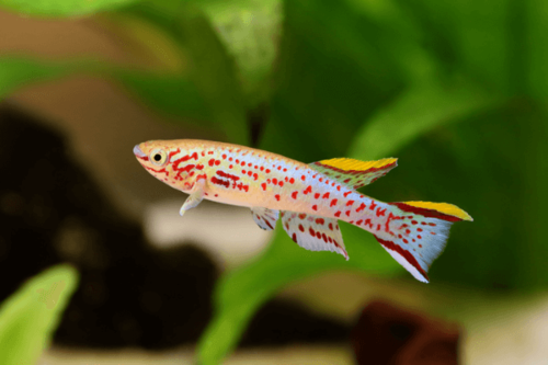 גארדנרי פנצ'קס קיליפיש Gardneri Panchax Killifish