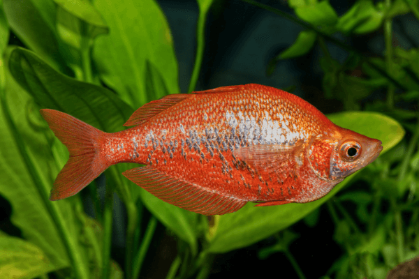 קשת אדומה Red Irian Rainbow
