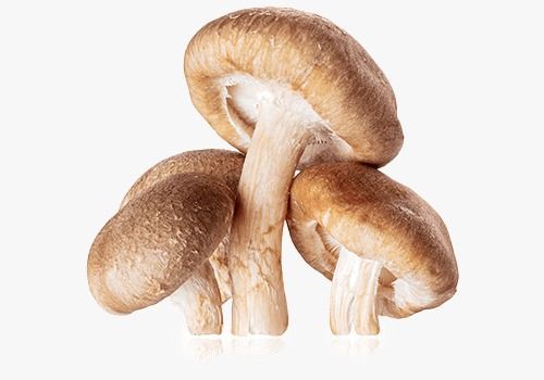 אבקת שיטאקה LENTINULA EDODES | מכיל 100 גרם אבקה אורגנית | ברא צמחים | BARA