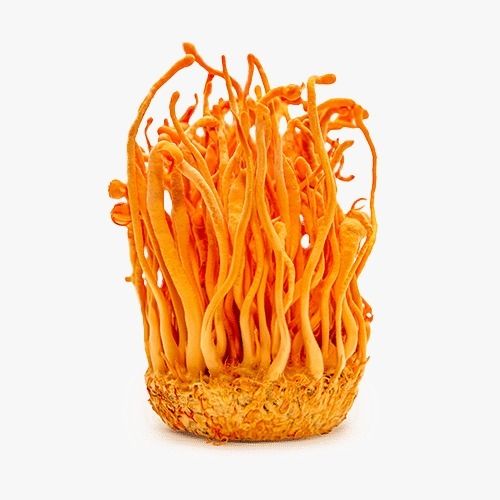 קורדיספס CORDYCEPS SINENSIS | מכיל 60 כמוסות | ברא צמחים | BARA