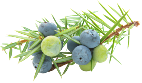 שמן אתרי ג'וניפר | 10 מ