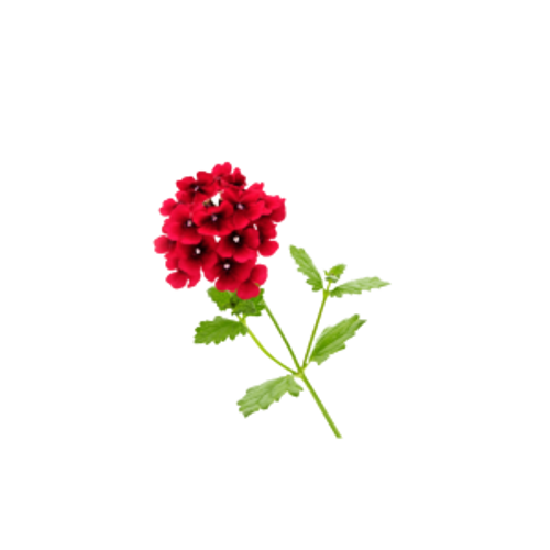 שמן אתרי ורבנה | 10 מ