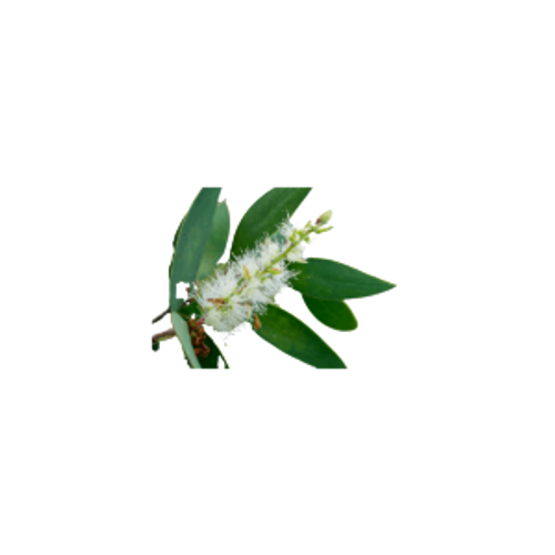 שמן אתרי ניאולי | 10 מ