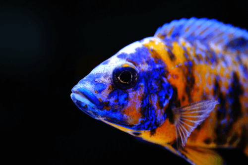 פיקוק או בי  - Peacock Cichlid Ob