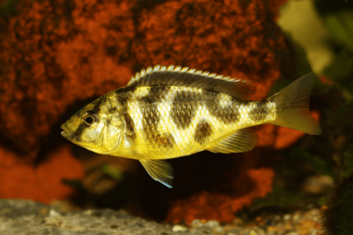 חייל לוינסטוני -Venustus Cichlid 