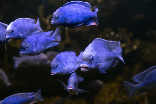 מורי דולפין כחול-Blue Dolphin Cichlid