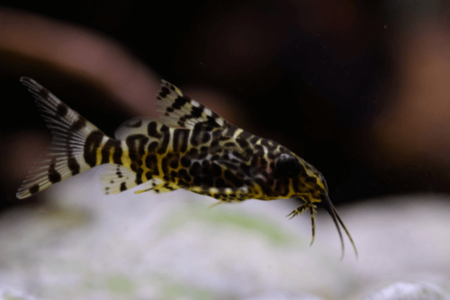 חתול זברה Synodontis Zebra Hybrid