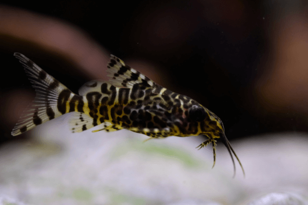 חתול זברה Synodontis Zebra Hybrid