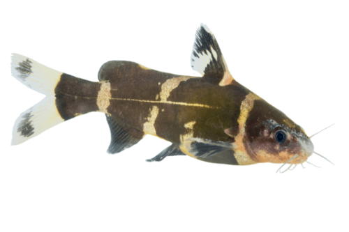 חתול דבורה אסייתי Asian Bumblebee Catfish