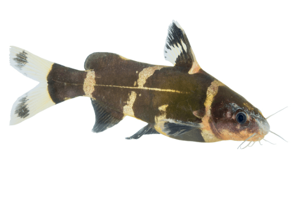 חתול דבורה אסייתי Asian Bumblebee Catfish