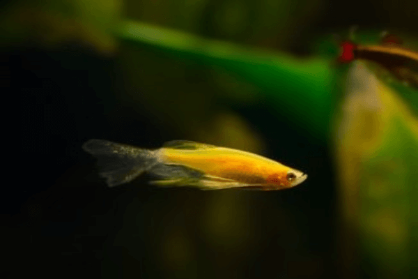 דניו גולד ארוך סנפיר Gold Longfin Danio