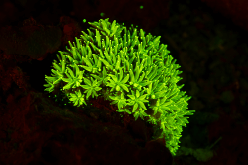 גאלקסיה-Green Long Polyp Galaxea Coral