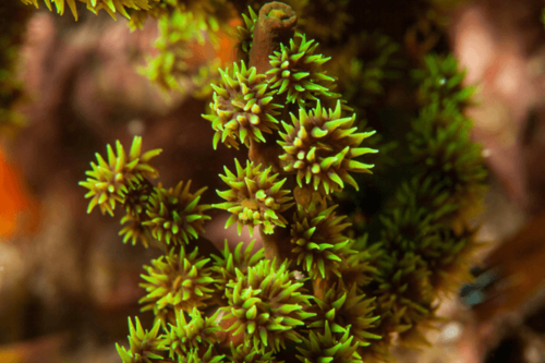 גאלקסיה-Green Long Polyp Galaxea Coral
