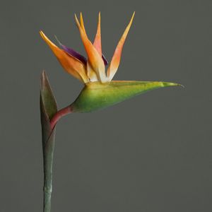  פרח ציפור גן עדן כתום 80 ס"מ Strelitzia spray,