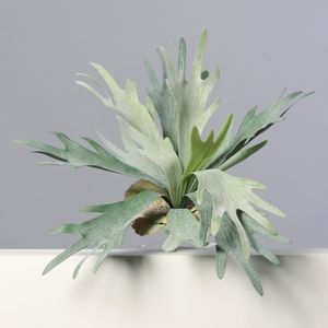  ענף ירוק 33 ס"מ Platycerium