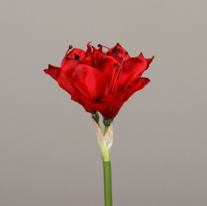  פרח נרקיס אדום 37 ס"מ Amaryllis