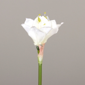  פרח נרקיס לבן 37 ס"מ Amaryllis