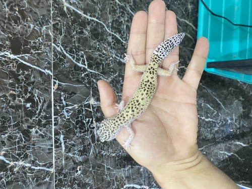 שממית מנומרת ״נקבה״