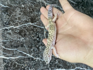שממית מנומרת ״נקבה״