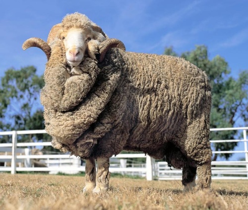 חולצה תרמית לנשים Merino 150 gr מבית Outdoor
