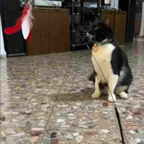 חכה נצמדת מסתובבת לחתול