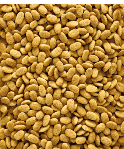 נוטרי בירד כופתיות אוריגינל תוכי גדול Nutri Bird P15 במשקל 3 ק