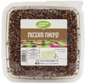 קינואה מונבטת