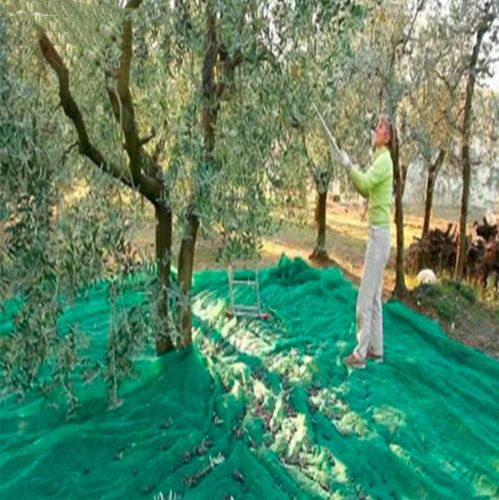 רשת איסוף זיתים איכותית קסום ONET 6X12 מטר - רשת תוצרת אירופאית במשקל 100 גרם למטר מרובע לאיסוף זיתים מקצועי ויעיל