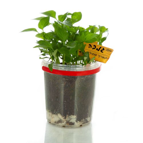 אדנית אקולוגית