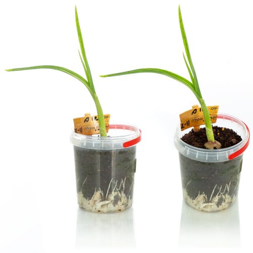 אדנית אקולוגית