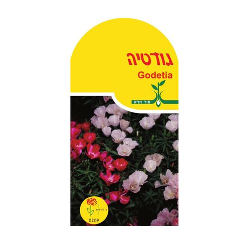 זרעי פרחים גודטיה איכותיים לגידול בגינה ומרפסת, מק