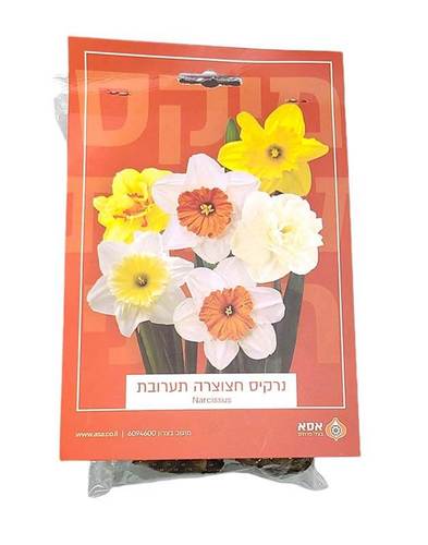 מארז 5 פקעות נרקיס חצוצרה - תערובת