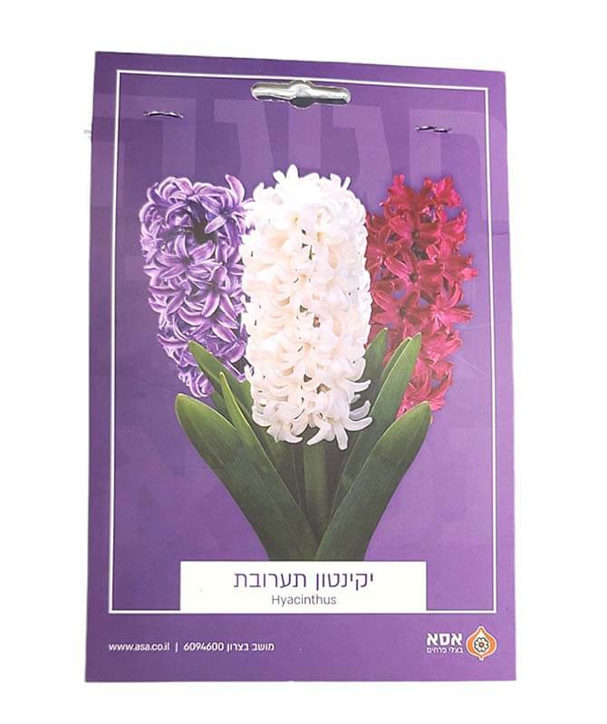 מארז 3 פקעות יקינטון - תערובת