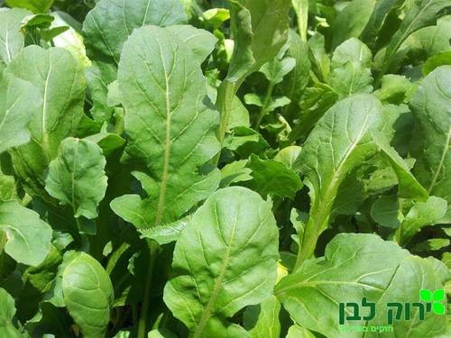 עלי רוקט אורגני