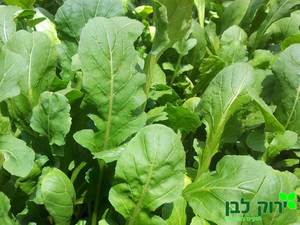 עלי רוקט אורגני